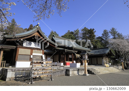 快晴の青空の下、満開の桜が美しい茨城県水戸市の茨城県護国神社の境内 130662009