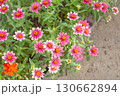 ピンク色のジニアの小花 130662894