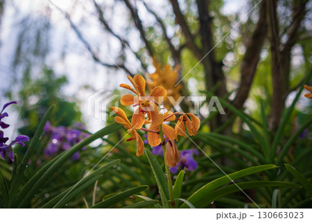 walk in Perdana Botanical Garden, Kuala Lumpur , Malaysia walk in Perdana Botanical Garden, Kuala Lumpur , Malaysia 130663023