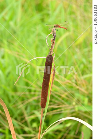 田んぼ脇のガマの穂にとまる赤トンボ 130663183