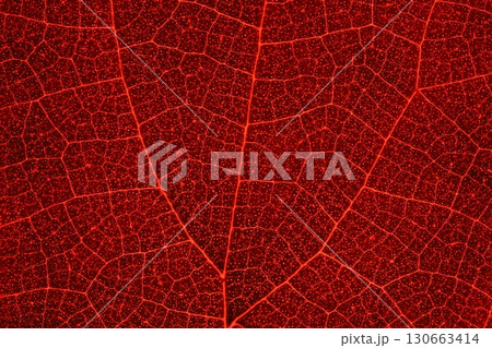 Red leaf texture, extreme close up, flat material, dried leaf 130663414