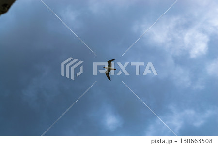 Seagull flies high backdrop of rainy clouds Seagull flies high backdrop of rainy clouds 130663508