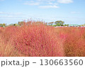 コキアの紅葉 130663560