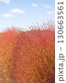 コキアの紅葉 130663561