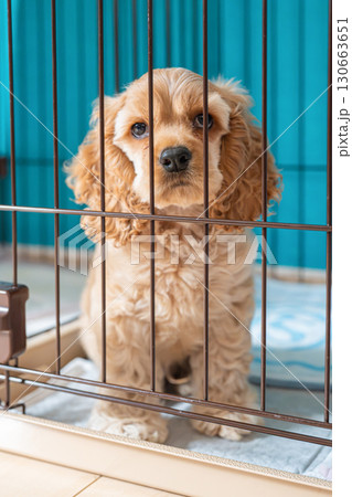 ゲージに入る子犬 ゲージに入る子犬 130663651
