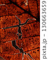 Red leaf texture, extreme close up, flat material, dried leaf, macro view 130663659