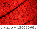 Red leaf texture, extreme close up, flat material, dried leaf, macro view 130663661