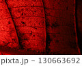 Red leaf texture, extreme close up, flat material, dried leaf, macro view 130663692