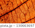 Orange leaf texture, extreme close up, flat material, dried leaf 130663697