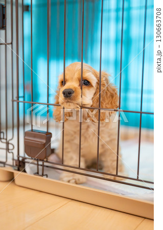 ケージに入る犬(アメリカンコッカースパニエル) ケージに入る犬(アメリカンコッカースパニエル) 130663708