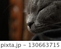 Sleeping british grey cat, close up photo, nose texture in macro 130663715