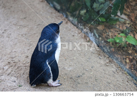 The Fairy penguin or blue penguin is so cute and local animal in phillip island,Australia The Fairy penguin or blue penguin is so cute and local animal in phillip island,Australia 130663754