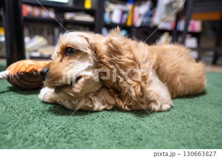 部屋で戯れる仔犬(アメリカンコッカースパニエル) 部屋で戯れる仔犬(アメリカンコッカースパニエル) 130663827