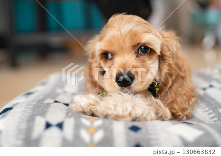 部屋で戯れる仔犬(アメリカンコッカースパニエル) 部屋で戯れる仔犬(アメリカンコッカースパニエル) 130663832