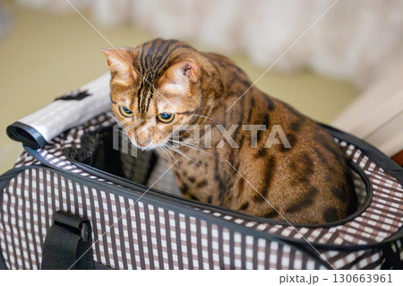 ペットゲージに入る猫 ペットゲージに入る猫 130663961