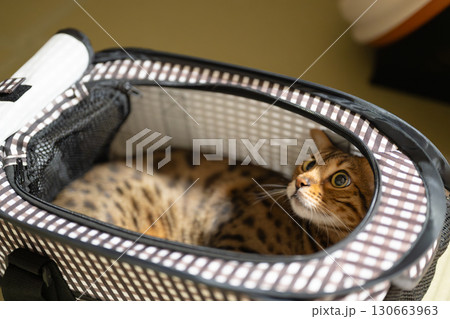 ペットゲージに入る猫 ペットゲージに入る猫 130663963