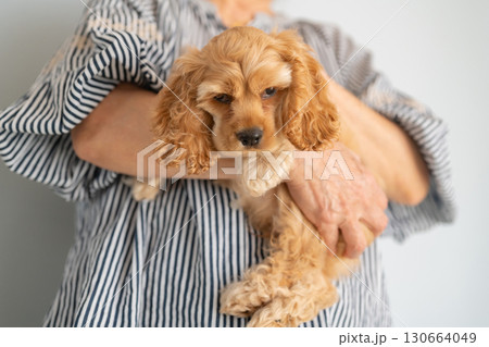 抱っこされる仔犬（アメリカンコッカースパニエル） 130664049