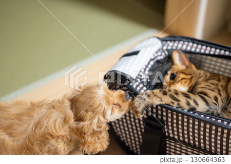 仲良しの猫と子犬 130664363
