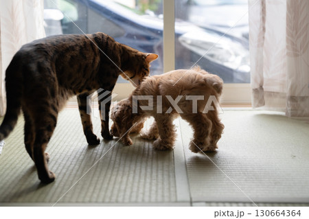 仲良しの猫と子犬 仲良しの猫と子犬 130664364