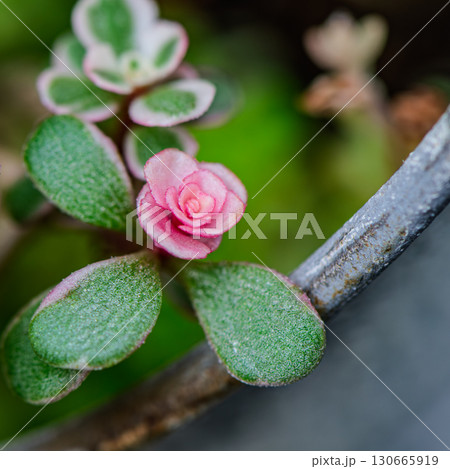 多肉植物のピンクの花 多肉植物のピンクの花 130665919