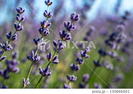 A bunch of purple flowers with purple tips A bunch of purple flowers with purple tips 130666801