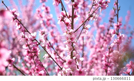 Cherry Blossoms Pink Flowers Spring Bloom 130666811