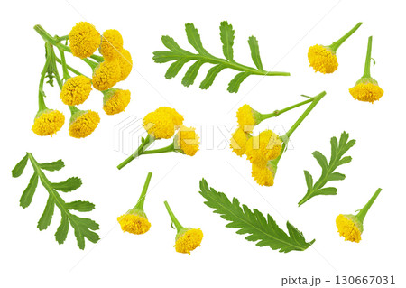 Tansy flower or Tanacetum vulgare isolated on white background. Top view. Flat lay Tansy flower or Tanacetum vulgare isolated on white background. Top view. Flat lay 130667031