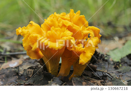 Chanterelle mushrooms. Chanterelle mushrooms. 130667218