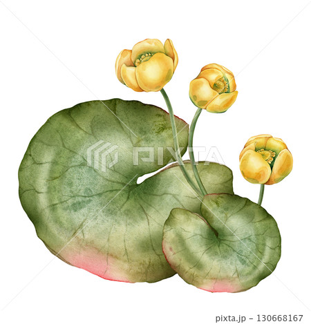 Watercolor bouquet of bud Water yellow Lily with green leaves. Hand drawn illustration Nuphar of lakewhite waterlily or lotus on isolated background. Beautiful composition chinese water lily 130668167