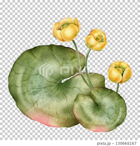 Watercolor bouquet of bud Water yellow Lily with green leaves. Hand drawn illustration Nuphar of lakewhite waterlily or lotus on isolated background. Beautiful composition chinese water lily 130668167