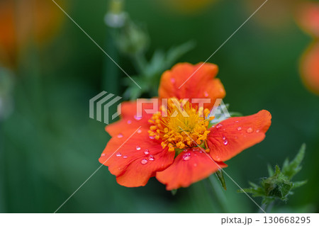 Gravilata flower in the garden Gravilata flower in the garden 130668295