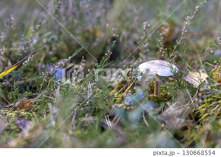 mushrooms and yellowing foliage of trees, wildlife with plants, shrubs and mushrooms in the autumn mushrooms and yellowing foliage of trees, wildlife with plants, shrubs and mushrooms in the autumn 130668554