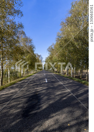 a highway with trees on the side of the road in the autumn season, tall birches growing along the highway during the autumn leaf fall a highway with trees on the side of the road in the autumn season, tall birches growing along the highway during the autumn leaf fall 130668561