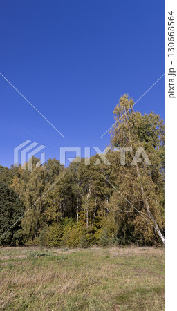 a field with dry, yellowing vegetation and a mixed forest during fall , an autumn landscape in a field with trees in a forest during changes in nature a field with dry, yellowing vegetation and a mixed forest during fall , an autumn landscape in a field with trees in a forest during changes in nature 130668564