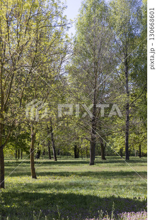 deciduous trees in the spring season in the park, a large number of different types of trees with green foliage in early spring deciduous trees in the spring season in the park, a large number of different types of trees with green foliage in early spring 130668601