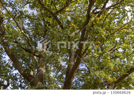 branches of an oak tree in the autumn season, details of an oak tree with yellowing foliage in the autumn season 130668626