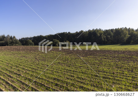 green shoots of frost-resistant wheat that was planted in winter, cereals in the autumn season before frost, sunny weather green shoots of frost-resistant wheat that was planted in winter, cereals in the autumn season before frost, sunny weather 130668627