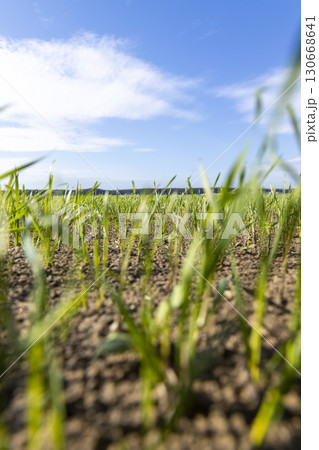 green wheat in autumn in a field in Europe, sunny weather in autumn in a field with frost-resistant wheat sprouts green wheat in autumn in a field in Europe, sunny weather in autumn in a field with frost-resistant wheat sprouts 130668641