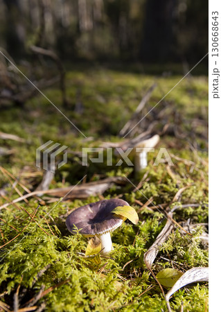 a forest in which different types of mushrooms grow, sunny autumn weather in the forest a forest in which different types of mushrooms grow, sunny autumn weather in the forest 130668643