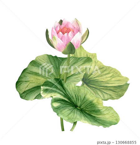 Watercolor pink lotuses. Water lilies are hand-drawn. Composition with lotus. Template for design of cards, invitations and fabrics. 130668855