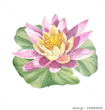 Watercolor pink lotuses. Water lilies are hand-drawn. Composition with lotus. Template for design of cards, invitations and fabrics. 130668856