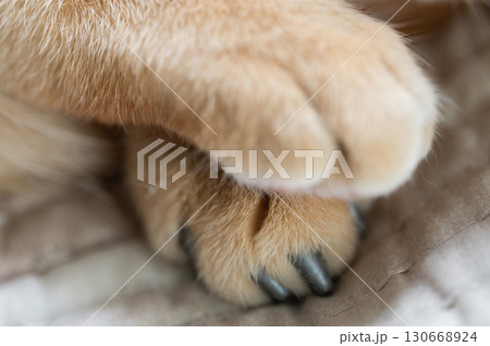 Feline paws resting gently together in cozy setting 130668924