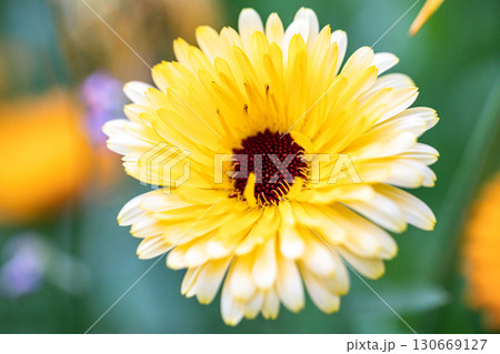 Macro photography of orange calendula flower. Opened flower bud, on green blurred background. Beautiful yellow-orange calendula. Strong bokeh effect. 130669127