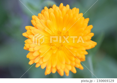 Macro photography of orange calendula flower. Opened flower bud, on green blurred background. Beautiful yellow-orange calendula. Strong bokeh effect. 130669129