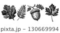 Beautiful linocut illustration of diverse leaves and an acorn showcasing intricate details and natural forms. Black silhouette autumn clipart. 130669994