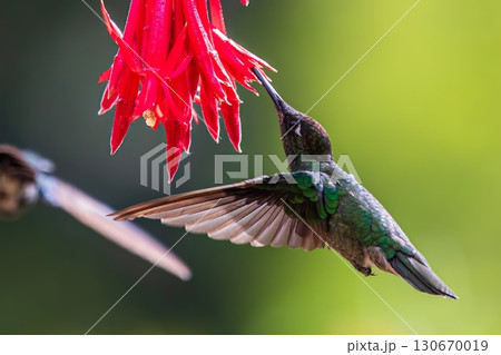 Humming Birds Humming Birds 130670019