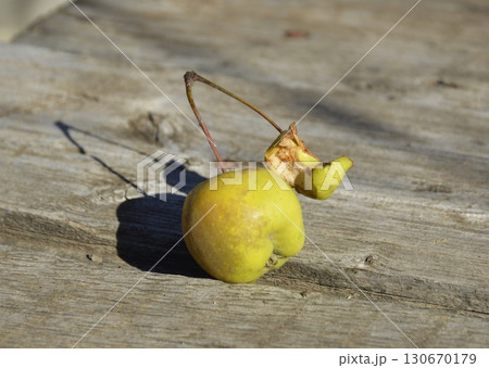 On the branch one small whole apple and a core 130670179