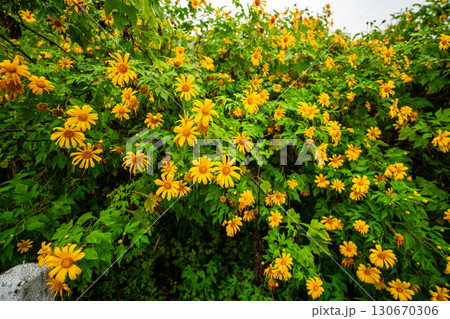 wild yellow flower field landmark in Mae Hongson wild yellow flower field landmark in Mae Hongson 130670306