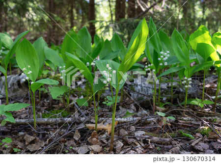 Close-up of wild lily of the valley in the woods 130670314