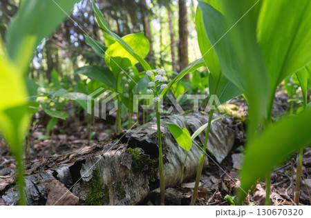 Wild flora: lily of the valley and conifer shoots on the forest floo 130670320